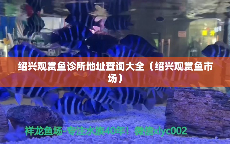 紹興觀賞魚診所地址查詢大全（紹興觀賞魚市場） 祥龍水族濾材/器材