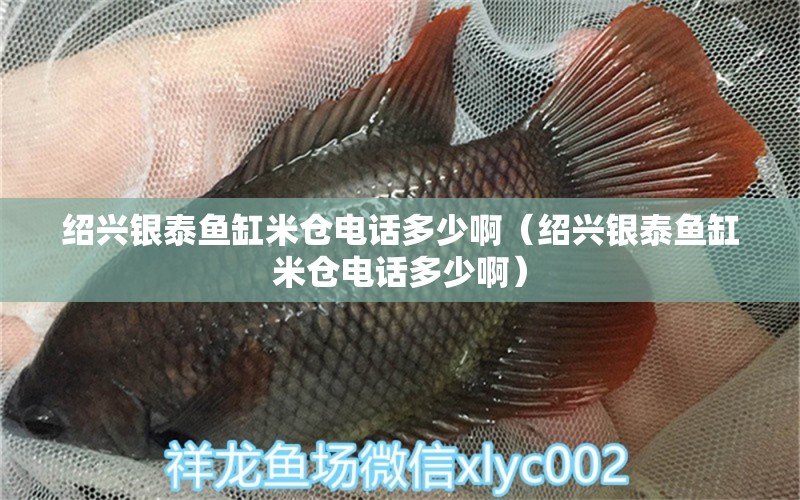 紹興銀泰魚缸米倉(cāng)電話多少?。ńB興銀泰魚缸米倉(cāng)電話多少啊） 觀賞魚市場(chǎng)（混養(yǎng)魚）