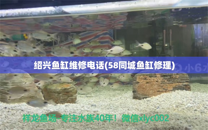 紹興魚缸維修電話(58同城魚缸修理) 黃鰭鯧魚