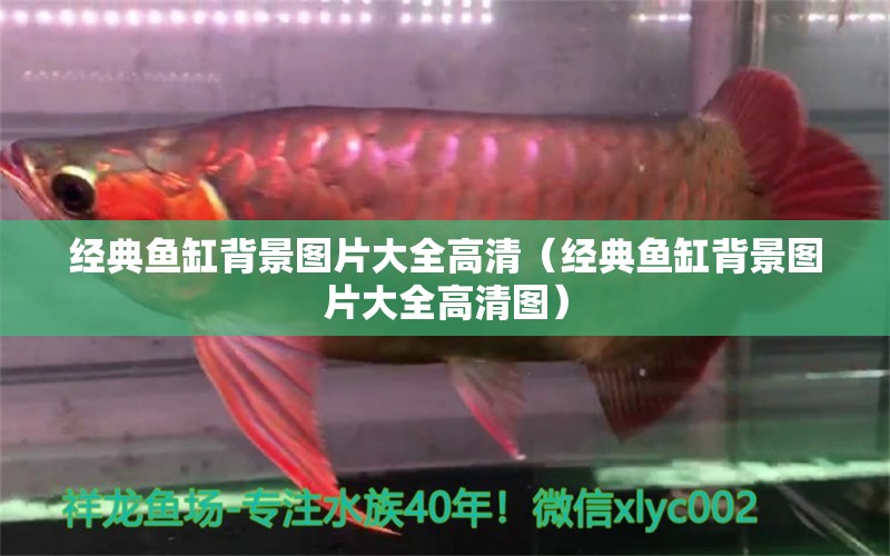 經典魚缸背景圖片大全高清（經典魚缸背景圖片大全高清圖） 觀賞魚市場（混養(yǎng)魚）