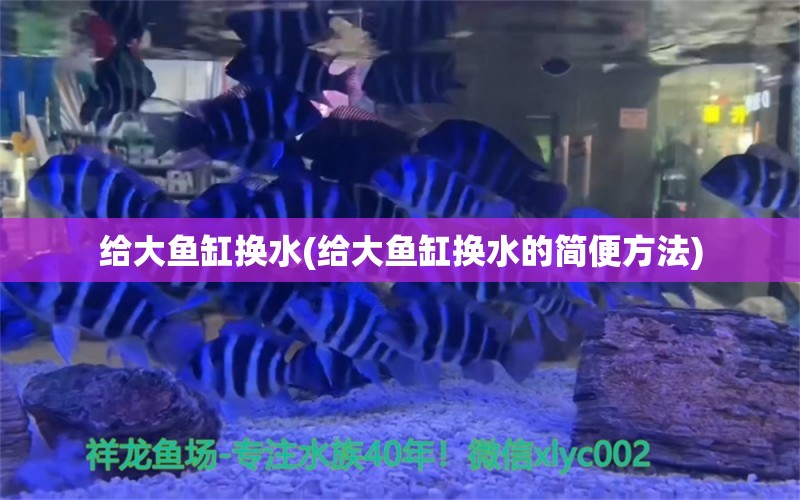 給大魚缸換水(給大魚缸換水的簡便方法) 元寶鳳凰魚