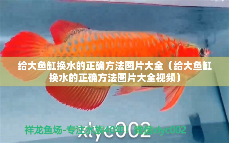 給大魚缸換水的正確方法圖片大全（給大魚缸換水的正確方法圖片大全視頻）