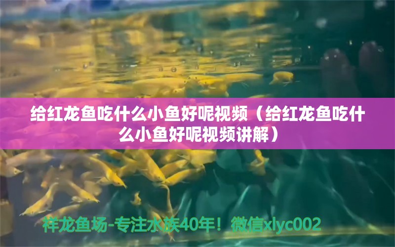 給紅龍魚吃什么小魚好呢視頻（給紅龍魚吃什么小魚好呢視頻講解）