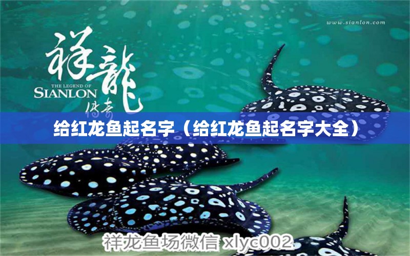 給紅龍魚起名字（給紅龍魚起名字大全）