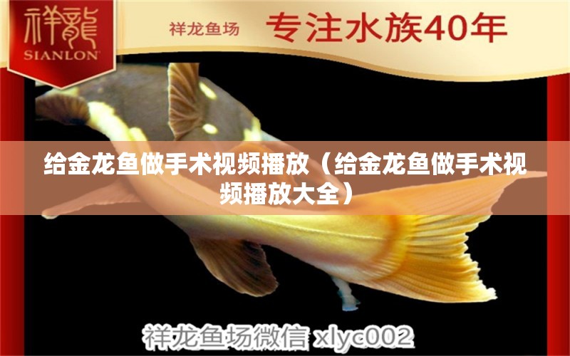 給金龍魚做手術視頻播放（給金龍魚做手術視頻播放大全）