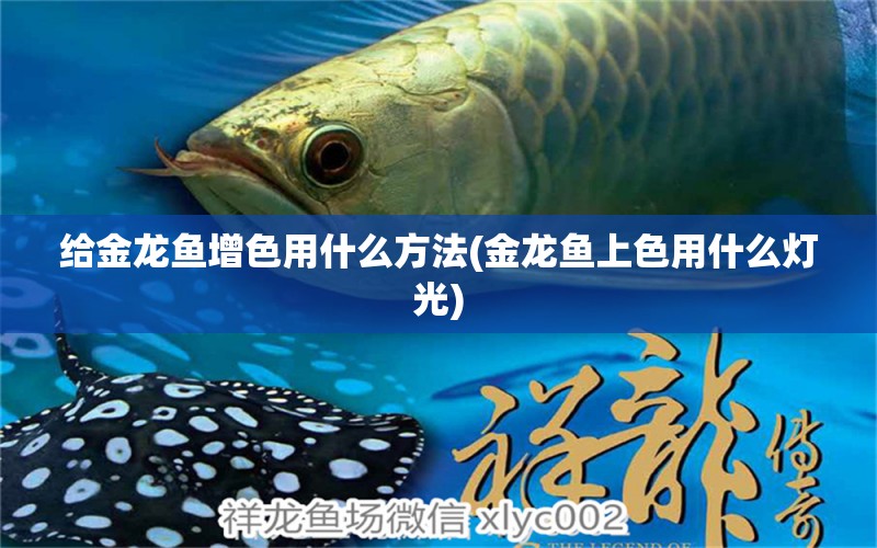 給金龍魚增色用什么方法(金龍魚上色用什么燈光) 斑馬鴨嘴魚苗