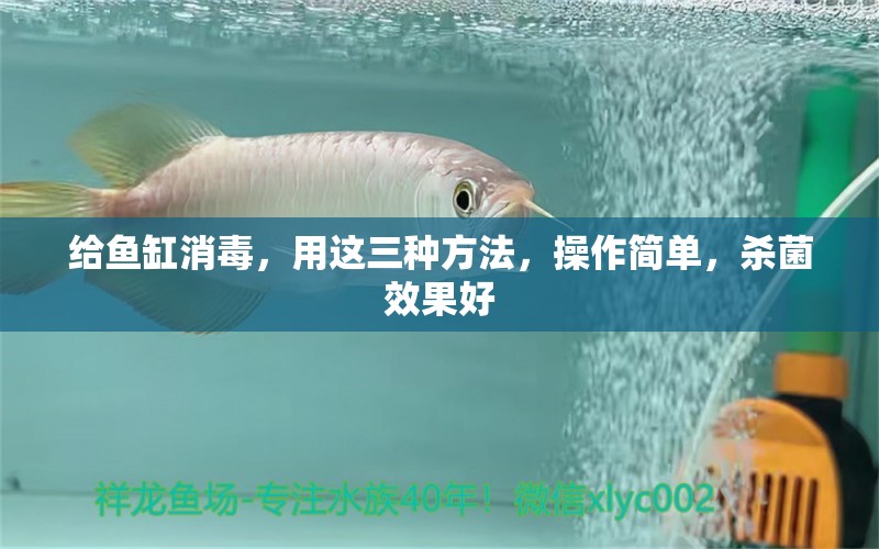 給魚缸消毒，用這三種方法，操作簡(jiǎn)單，殺菌效果好 豬鼻龜