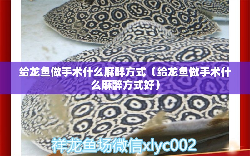 給龍魚做手術(shù)什么麻醉方式（給龍魚做手術(shù)什么麻醉方式好） 印尼紅龍魚