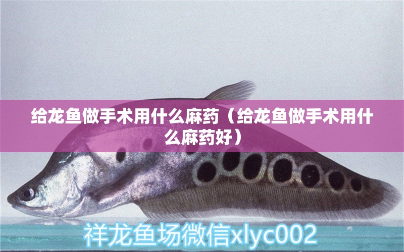 給龍魚做手術(shù)用什么麻藥（給龍魚做手術(shù)用什么麻藥好）