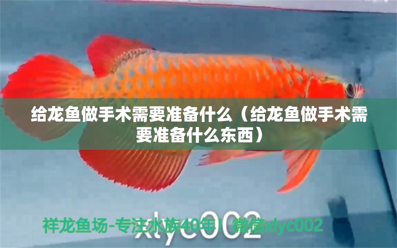 給龍魚(yú)做手術(shù)需要準(zhǔn)備什么（給龍魚(yú)做手術(shù)需要準(zhǔn)備什么東西） 廣州龍魚(yú)批發(fā)市場(chǎng)