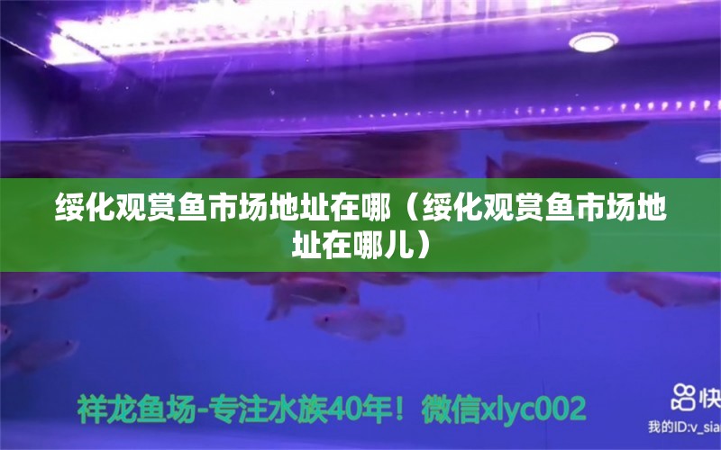 綏化觀賞魚(yú)市場(chǎng)地址在哪（綏化觀賞魚(yú)市場(chǎng)地址在哪兒）