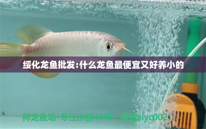 綏化龍魚批發(fā):什么龍魚最便宜又好養(yǎng)小的