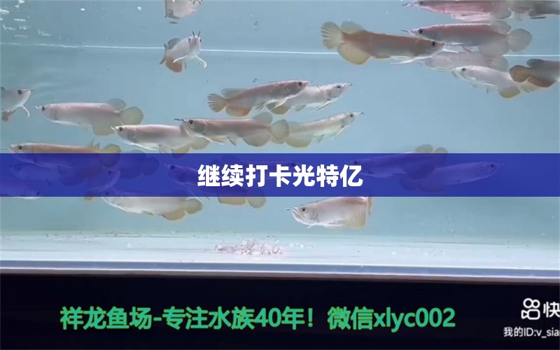 繼續(xù)打卡光特億 觀賞魚論壇 第4張