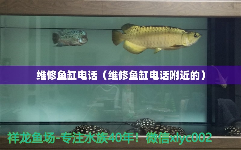 維修魚缸電話（維修魚缸電話附近的）