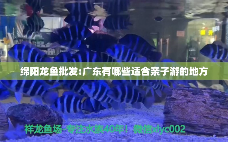 綿陽龍魚批發(fā):廣東有哪些適合親子游的地方 龍魚批發(fā)