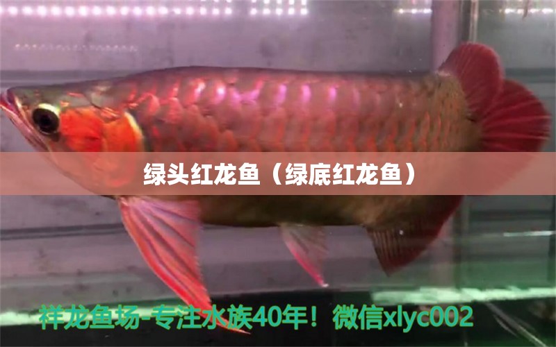 綠頭紅龍魚（綠底紅龍魚）