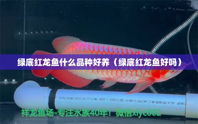 綠底紅龍魚什么品種好養(yǎng)（綠底紅龍魚好嗎）