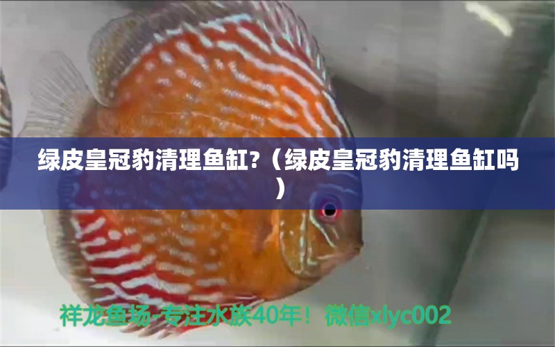 綠皮皇冠豹清理魚缸?（綠皮皇冠豹清理魚缸嗎）