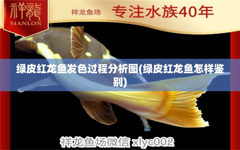 綠皮紅龍魚發(fā)色過程分析圖(綠皮紅龍魚怎樣鑒別) 魚缸/水族箱