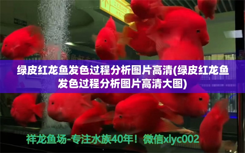 綠皮紅龍魚發(fā)色過程分析圖片高清(綠皮紅龍魚發(fā)色過程分析圖片高清大圖) 觀賞魚魚苗