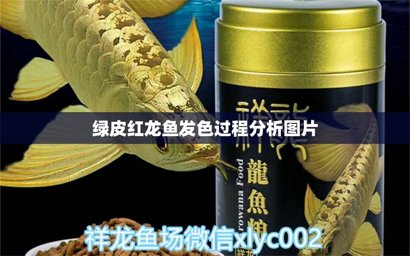 綠皮紅龍魚發(fā)色過程分析圖片