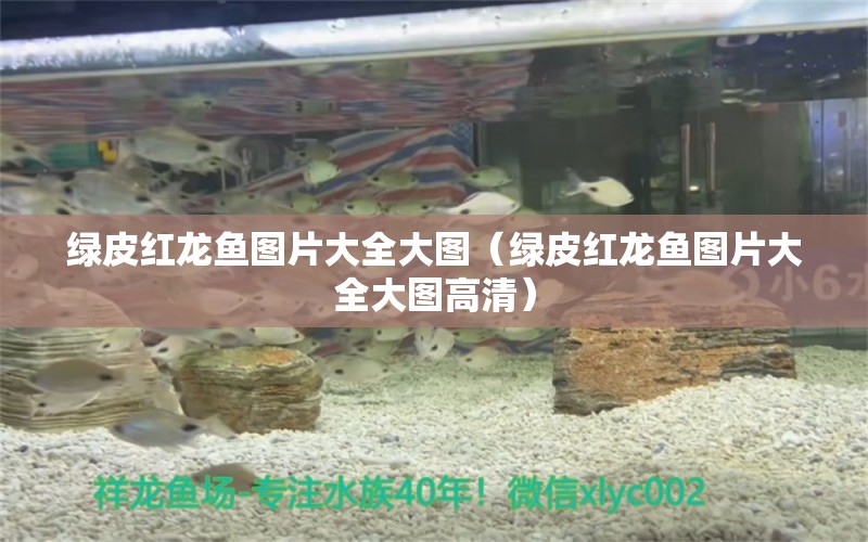 綠皮紅龍魚圖片大全大圖（綠皮紅龍魚圖片大全大圖高清）