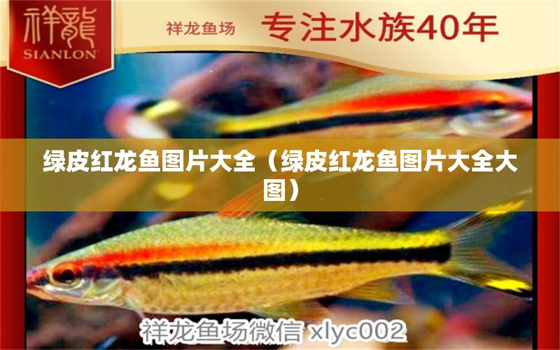 綠皮紅龍魚圖片大全（綠皮紅龍魚圖片大全大圖） 廣州龍魚批發(fā)市場