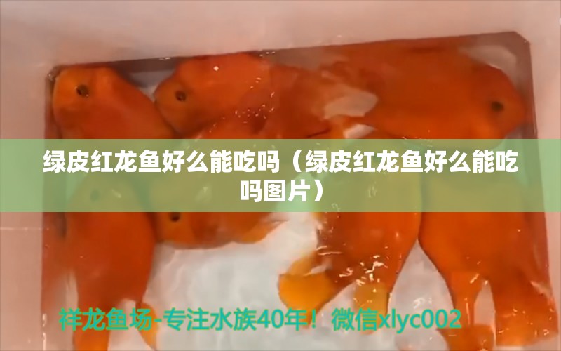 綠皮紅龍魚好么能吃嗎（綠皮紅龍魚好么能吃嗎圖片）