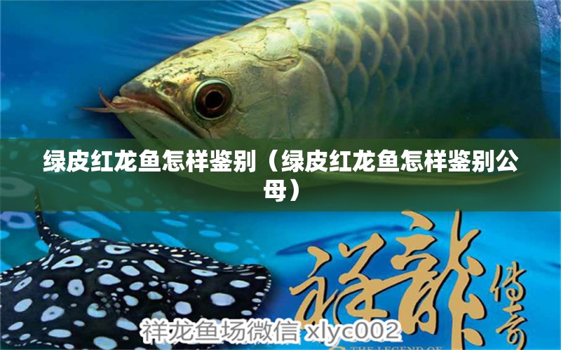 綠皮紅龍魚怎樣鑒別（綠皮紅龍魚怎樣鑒別公母）