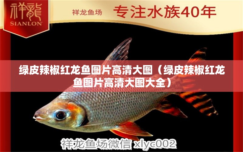 綠皮辣椒紅龍魚圖片高清大圖（綠皮辣椒紅龍魚圖片高清大圖大全）