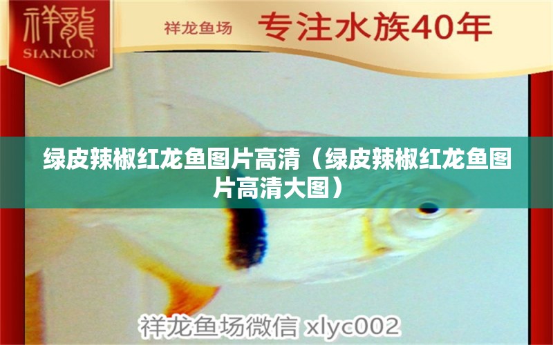 綠皮辣椒紅龍魚(yú)圖片高清（綠皮辣椒紅龍魚(yú)圖片高清大圖）