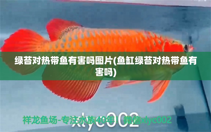 綠苔對(duì)熱帶魚有害嗎圖片(魚缸綠苔對(duì)熱帶魚有害嗎) 觀賞蝦蟹等飼料