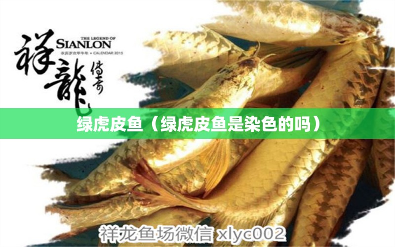 綠虎皮魚（綠虎皮魚是染色的嗎）