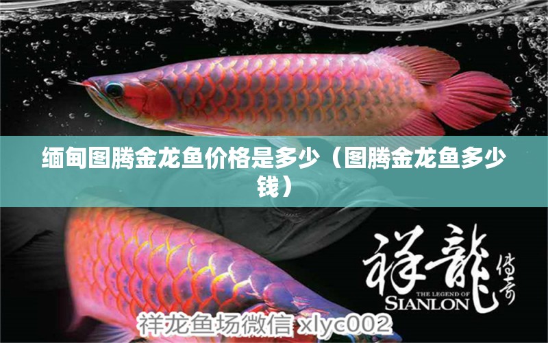 緬甸圖騰金龍魚價(jià)格是多少（圖騰金龍魚多少錢）