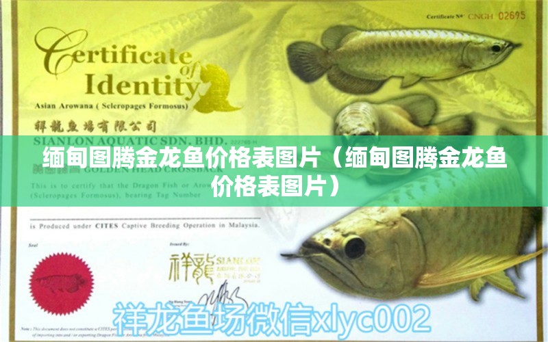 緬甸圖騰金龍魚價(jià)格表圖片（緬甸圖騰金龍魚價(jià)格表圖片）