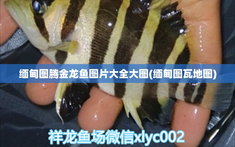 緬甸圖騰金龍魚圖片大全大圖(緬甸圖瓦地圖) 圖騰金龍魚