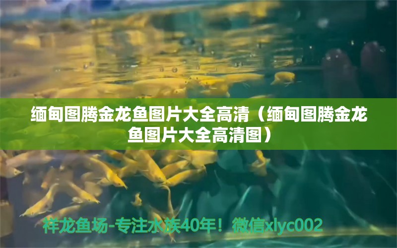 緬甸圖騰金龍魚圖片大全高清（緬甸圖騰金龍魚圖片大全高清圖）