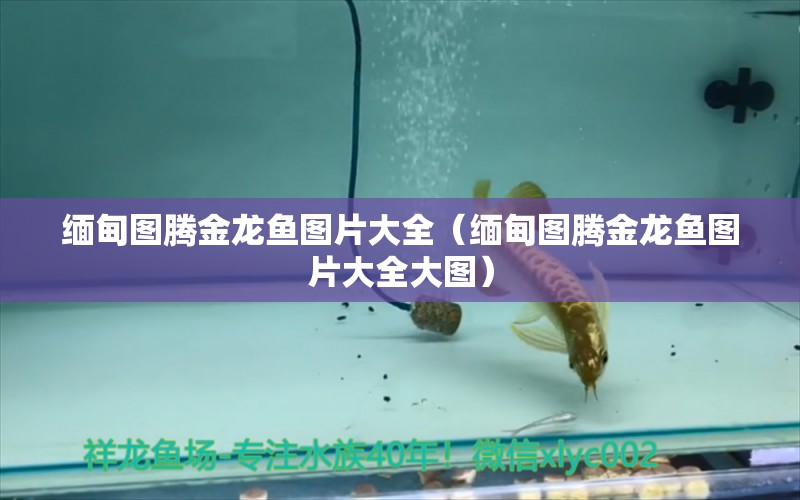 緬甸圖騰金龍魚(yú)圖片大全（緬甸圖騰金龍魚(yú)圖片大全大圖） 圖騰金龍魚(yú)