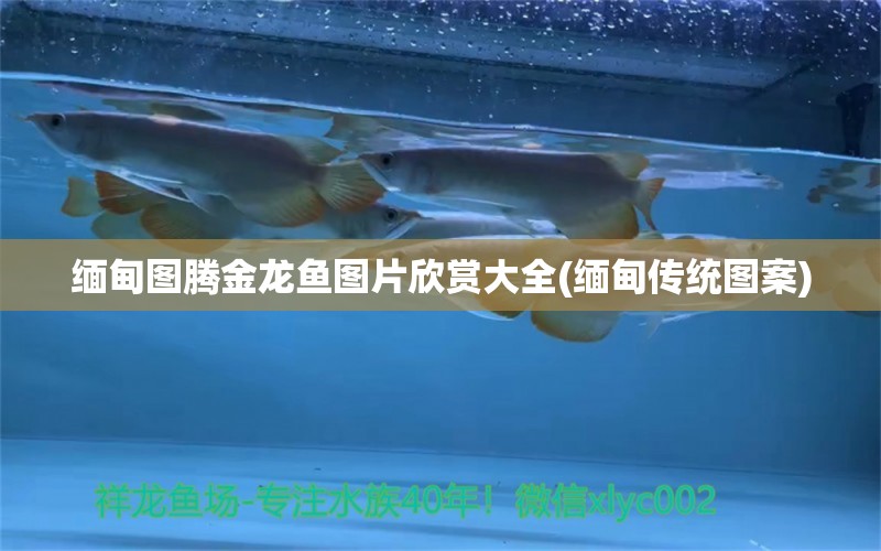 緬甸圖騰金龍魚圖片欣賞大全(緬甸傳統(tǒng)圖案) 圖騰金龍魚