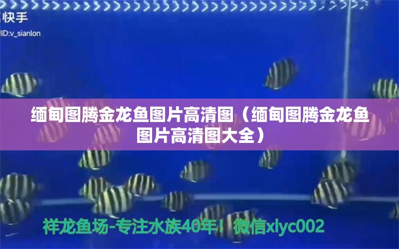 緬甸圖騰金龍魚圖片高清圖（緬甸圖騰金龍魚圖片高清圖大全）