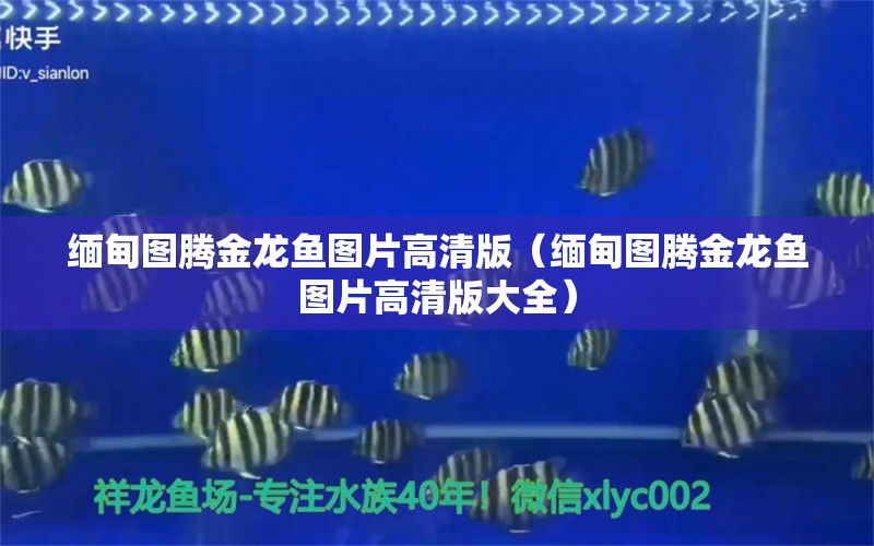 緬甸圖騰金龍魚(yú)圖片高清版（緬甸圖騰金龍魚(yú)圖片高清版大全）