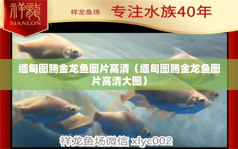 緬甸圖騰金龍魚圖片高清（緬甸圖騰金龍魚圖片高清大圖）