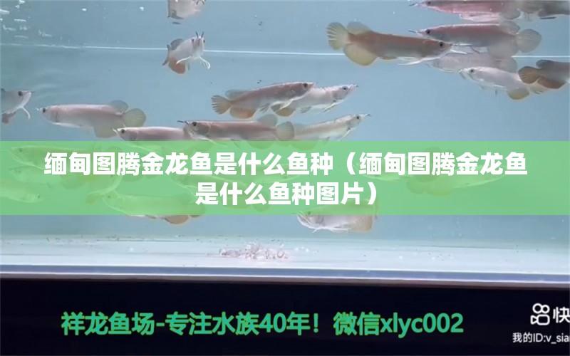 緬甸圖騰金龍魚是什么魚種（緬甸圖騰金龍魚是什么魚種圖片）