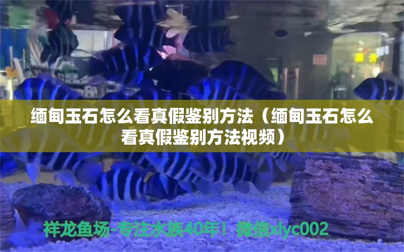 緬甸玉石怎么看真假鑒別方法（緬甸玉石怎么看真假鑒別方法視頻）