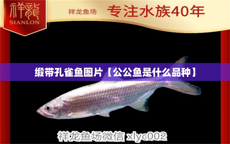 緞帶孔雀魚圖片【公公魚是什么品種】