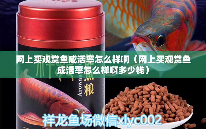 網(wǎng)上買觀賞魚成活率怎么樣啊（網(wǎng)上買觀賞魚成活率怎么樣啊多少錢） 網(wǎng)上購買觀賞魚