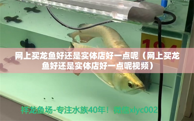 網(wǎng)上買龍魚好還是實體店好一點呢（網(wǎng)上買龍魚好還是實體店好一點呢視頻） 網(wǎng)上購買觀賞魚