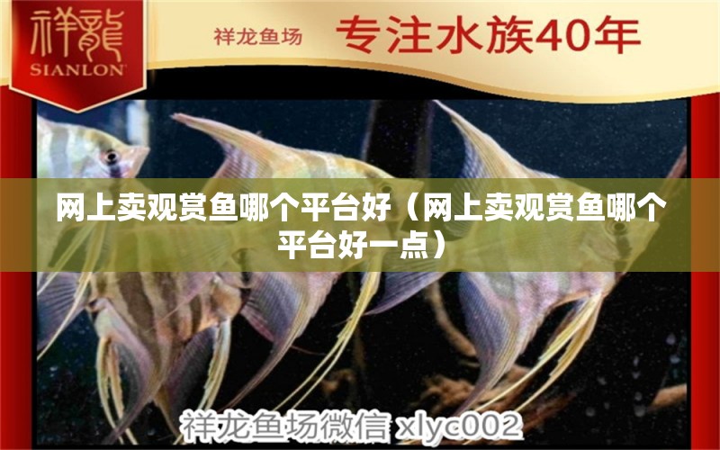 網(wǎng)上賣觀賞魚(yú)哪個(gè)平臺(tái)好（網(wǎng)上賣觀賞魚(yú)哪個(gè)平臺(tái)好一點(diǎn)） 網(wǎng)上購(gòu)買觀賞魚(yú)