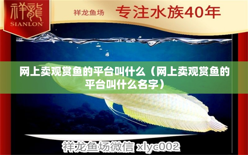 網(wǎng)上賣(mài)觀賞魚(yú)的平臺(tái)叫什么（網(wǎng)上賣(mài)觀賞魚(yú)的平臺(tái)叫什么名字） 網(wǎng)上購(gòu)買(mǎi)觀賞魚(yú)