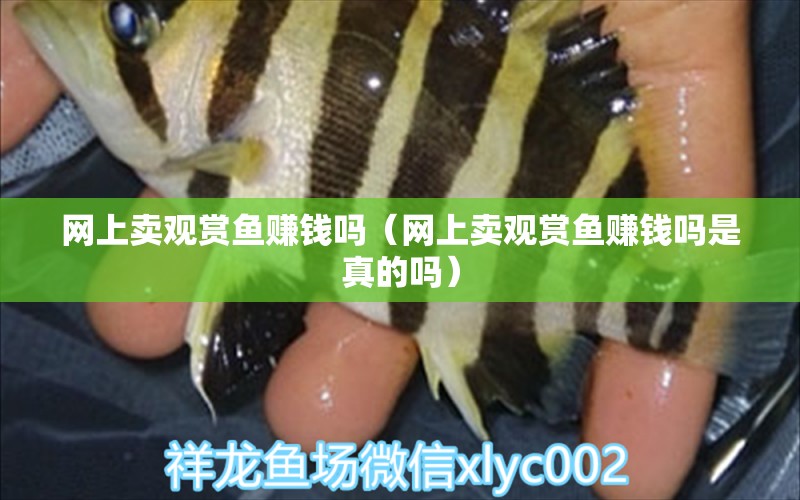 網(wǎng)上賣觀賞魚賺錢嗎（網(wǎng)上賣觀賞魚賺錢嗎是真的嗎）